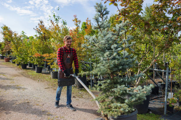 How Our Tree Care Process Works  in  Los Fresnos, TX